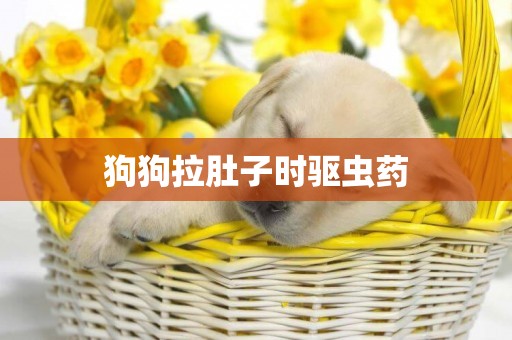 狗狗拉肚子時驅蟲藥