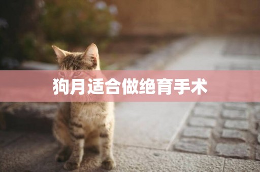 狗月適合做絕育手術
