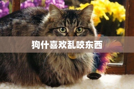 狗什喜歡亂咬東西