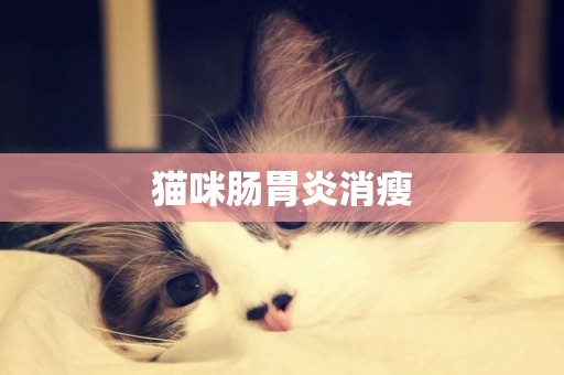 貓咪腸胃炎消瘦