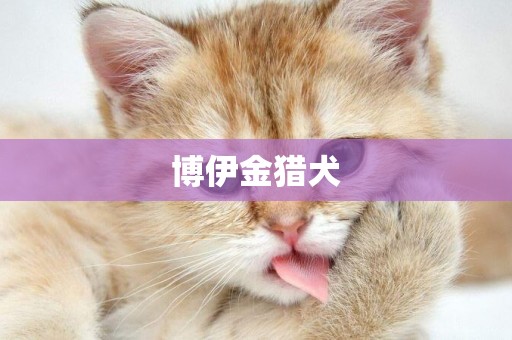 博伊金獵犬