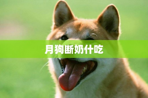 月狗斷奶什吃