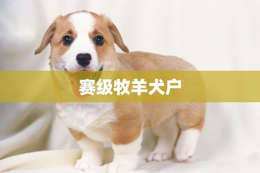 賽級牧羊犬戶