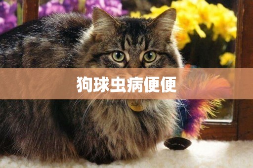 狗球蟲病便便