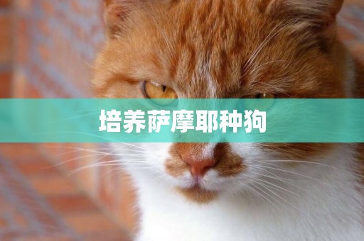 培養薩摩耶種狗