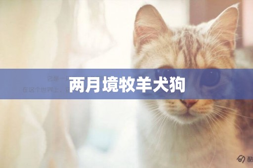 兩月境牧羊犬狗