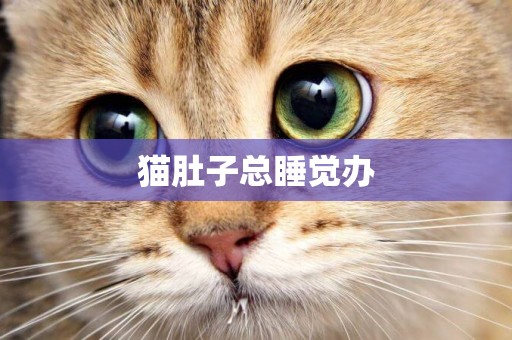 貓肚子總睡覺辦
