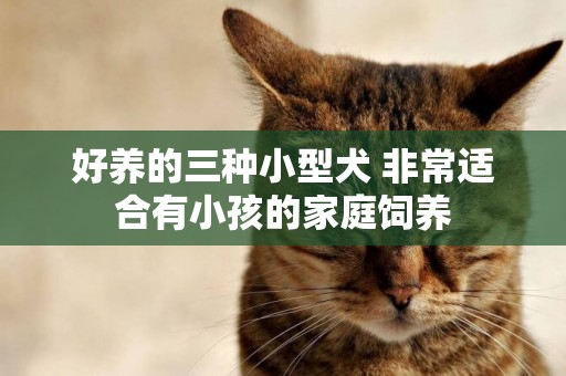 好養的三種小型犬 非常適合有小孩的家庭飼養 好養的三種小型犬 非常適合有小孩的家庭飼養