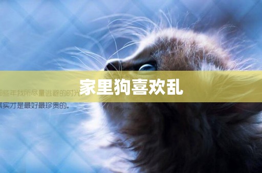 家里狗喜歡亂