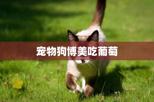 寵物狗博美吃葡萄