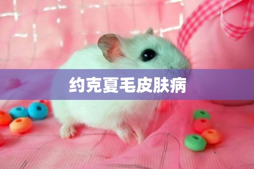 約克夏毛皮膚病