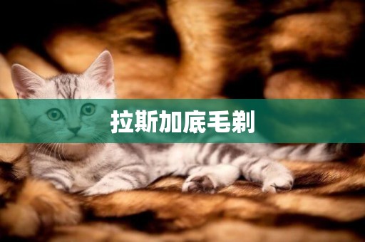 拉斯加底毛剃