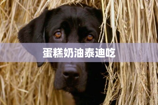 蛋糕奶油泰迪吃