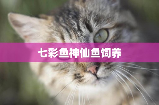 七彩魚神仙魚飼養