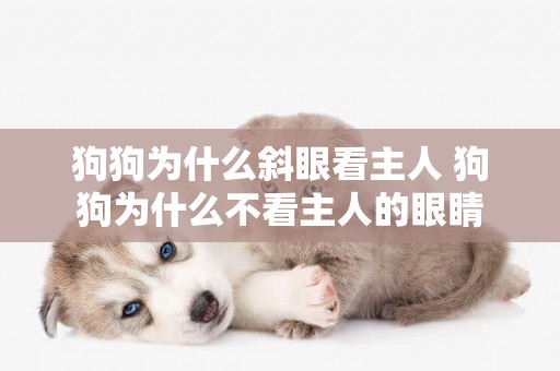 狗狗為什么斜眼看主人 狗狗為什么不看主人的眼睛