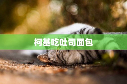 柯基吃吐司面包