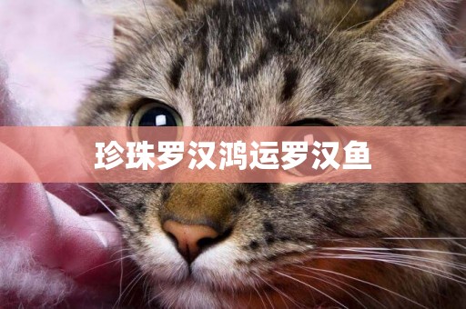 珍珠羅漢鴻運羅漢魚