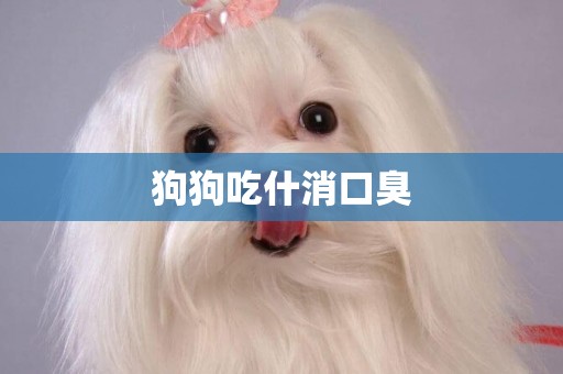 狗狗吃什消口臭
