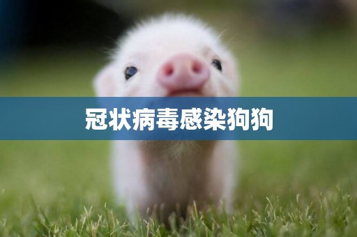冠狀病毒感染狗狗