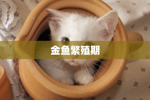 金魚繁殖期