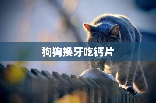 狗狗換牙吃鈣片