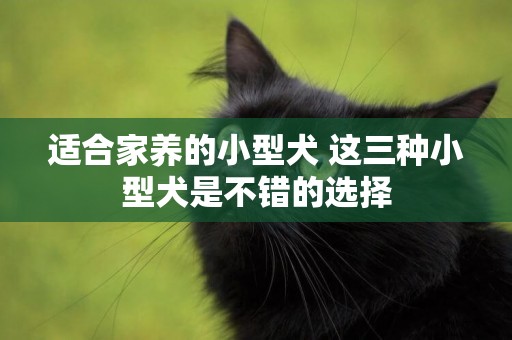 適合家養的小型犬 這三種小型犬是不錯的選擇 適合家養的小型犬 這三種小型犬是不錯的選擇