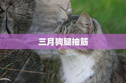 三月狗腿抽筋