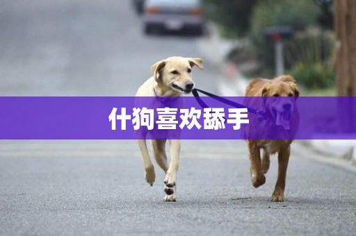 什狗喜歡舔手