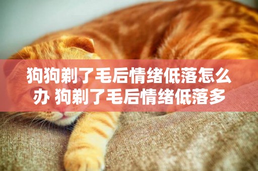 狗狗剃了毛后情緒低落怎么辦 狗剃了毛后情緒低落多久能好