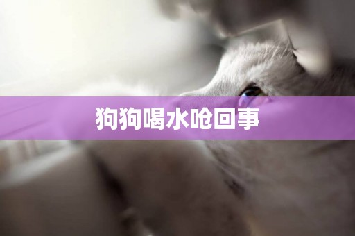 狗狗喝水嗆回事