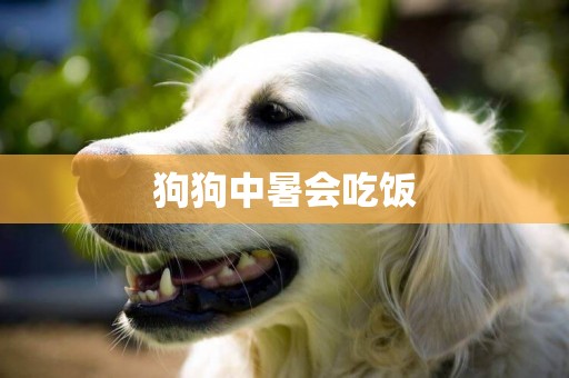 狗狗中暑會吃飯