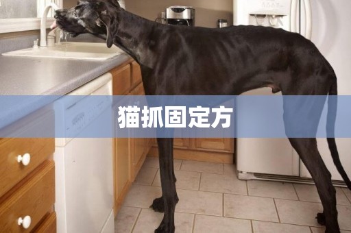 貓抓固定方