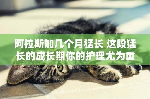 阿拉斯加幾個月猛長 這段猛長的成長期你的護理尤為重要！
