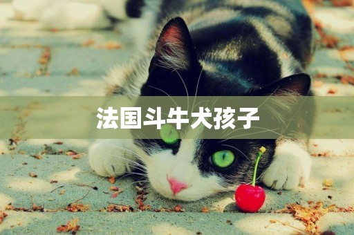 法國斗牛犬孩子