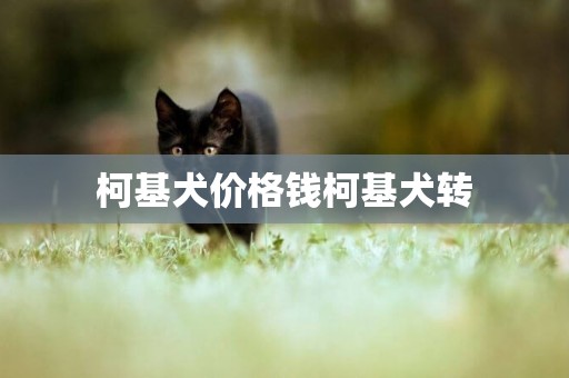 柯基犬價格錢柯基犬轉