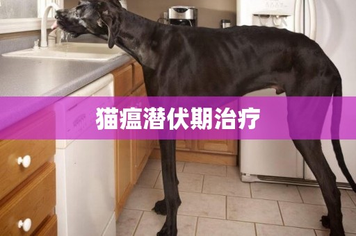 貓瘟潛伏期治療