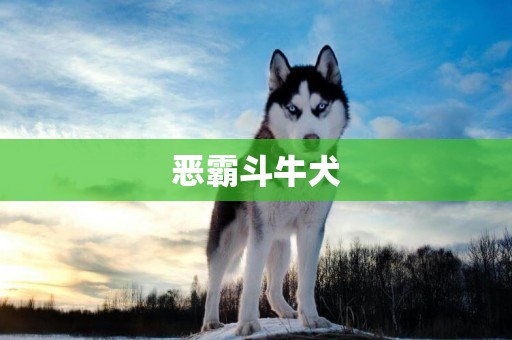惡霸斗牛犬