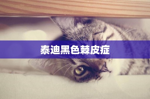 泰迪黑色棘皮癥