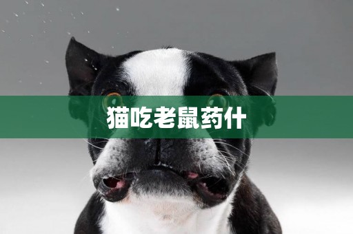 貓吃老鼠藥什