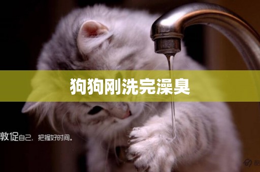 狗狗剛洗完澡臭
