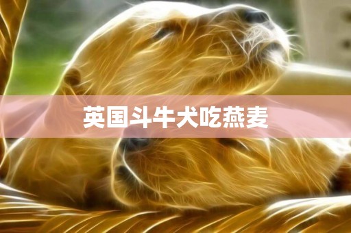 英國斗牛犬吃燕麥