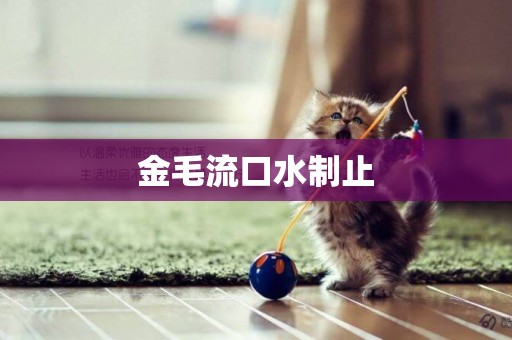 金毛流口水制止