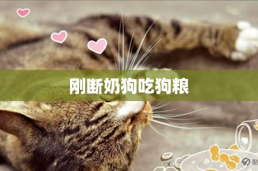剛斷奶狗吃狗糧