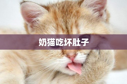 奶貓吃壞肚子
