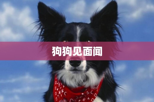 狗狗見面聞