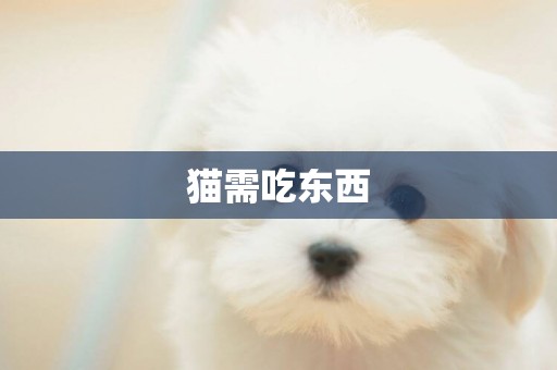 貓需吃東西