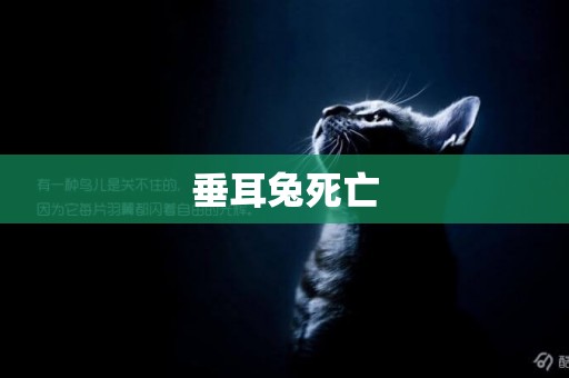 垂耳兔死亡