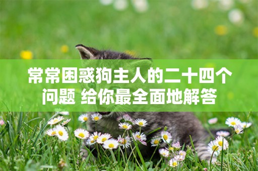 常常困惑狗主人的二十四個問題 給你最全面地解答