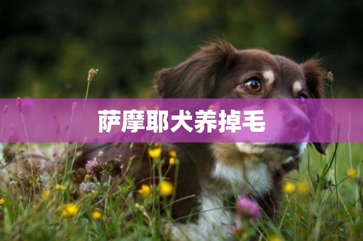 薩摩耶犬養掉毛