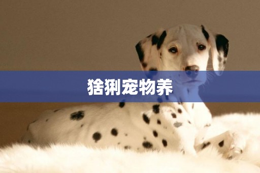 猞猁寵物養